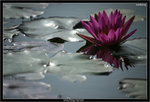 IMG_5246_copy