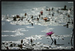 IMG_5248_copy