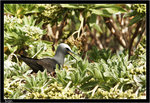 Bird on Lady Elliot Island, Great Barrier Reef