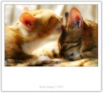 IMG_0384_copy