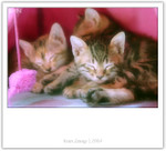 IMG_0386_copy
