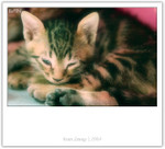 IMG_0390_copy