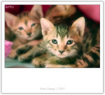 IMG_0393_copy
