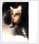 IMG_0419_copy