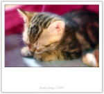 IMG_0428_copy