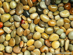 IMG_1943_COPY