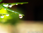 IMG_1967_COPY