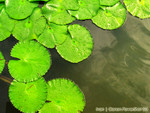 IMG_1969_COPY