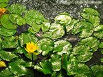 IMG_1977_COPY