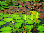 IMG_1979_COPY