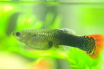 CRW_7082