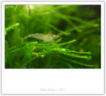 IMG_9004_copy