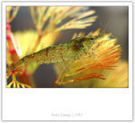 IMG_9059_copy