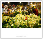 IMG_7530_copy
