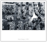 IMG_7632_copy