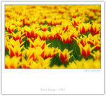 IMG_8367_copy