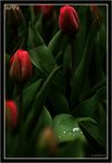 IMG_0715_copy