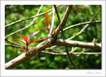 IMG_3608_COPY