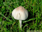 IMG_1452_COPY