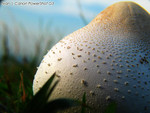 IMG_1550_COPY