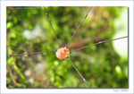 IMG_3244_COPY