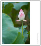 CRW_6251_copy