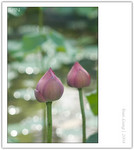 CRW_6252_copy