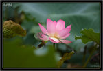 IMG_9813_copy