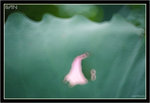 IMG_9835_copy