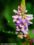 IMG_2240_COPY