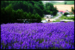 ���� - �|�u�m���C
IMG_5605u