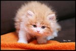 IMG_0099u