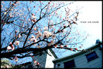���곣�����ڻ�� -
IMG_3087u