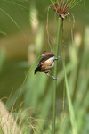 bird01
