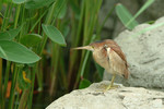 bird06