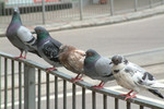 bird08