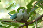 bird09