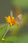 insect01