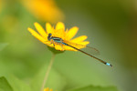 insect05