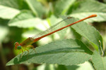 insect07