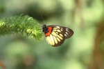 insect08