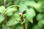insect10