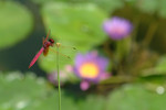 insect12
