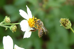 insect13
