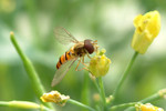 insect14