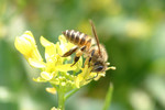 insect15