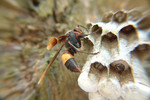 insect16