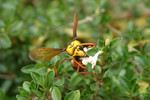 insect18
