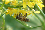 insect19