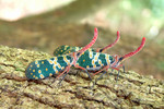 insect20